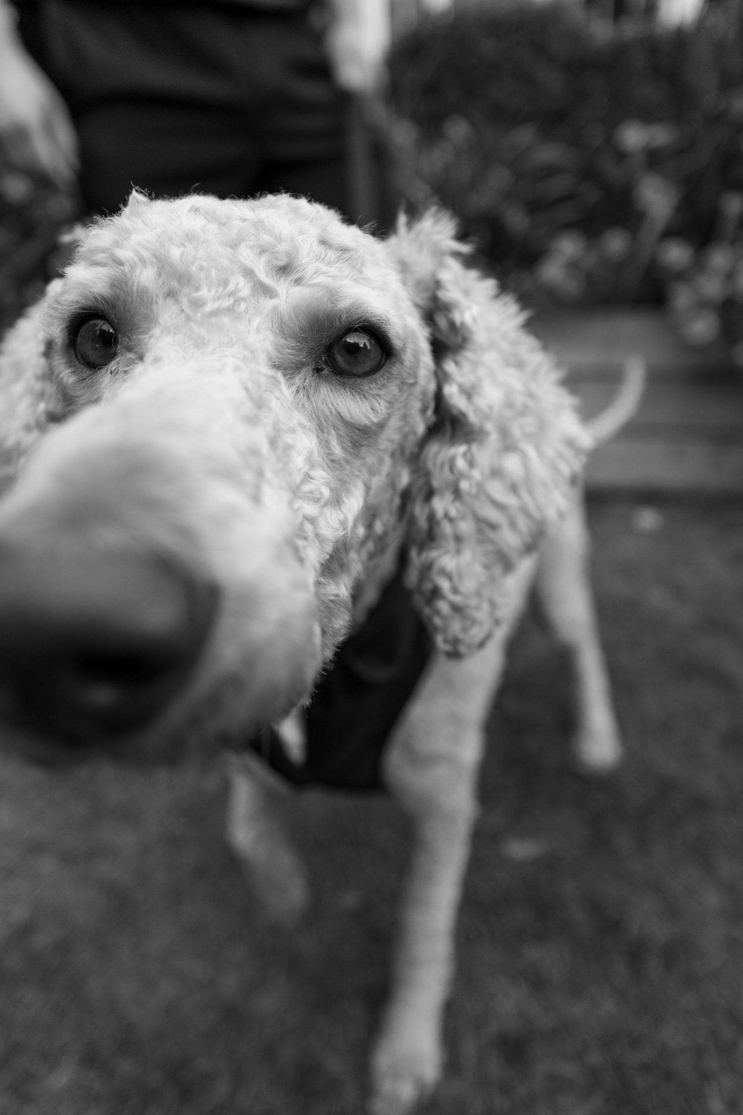A fluffy white dog rolls playfully in the grass during an outdoor photoshoot.