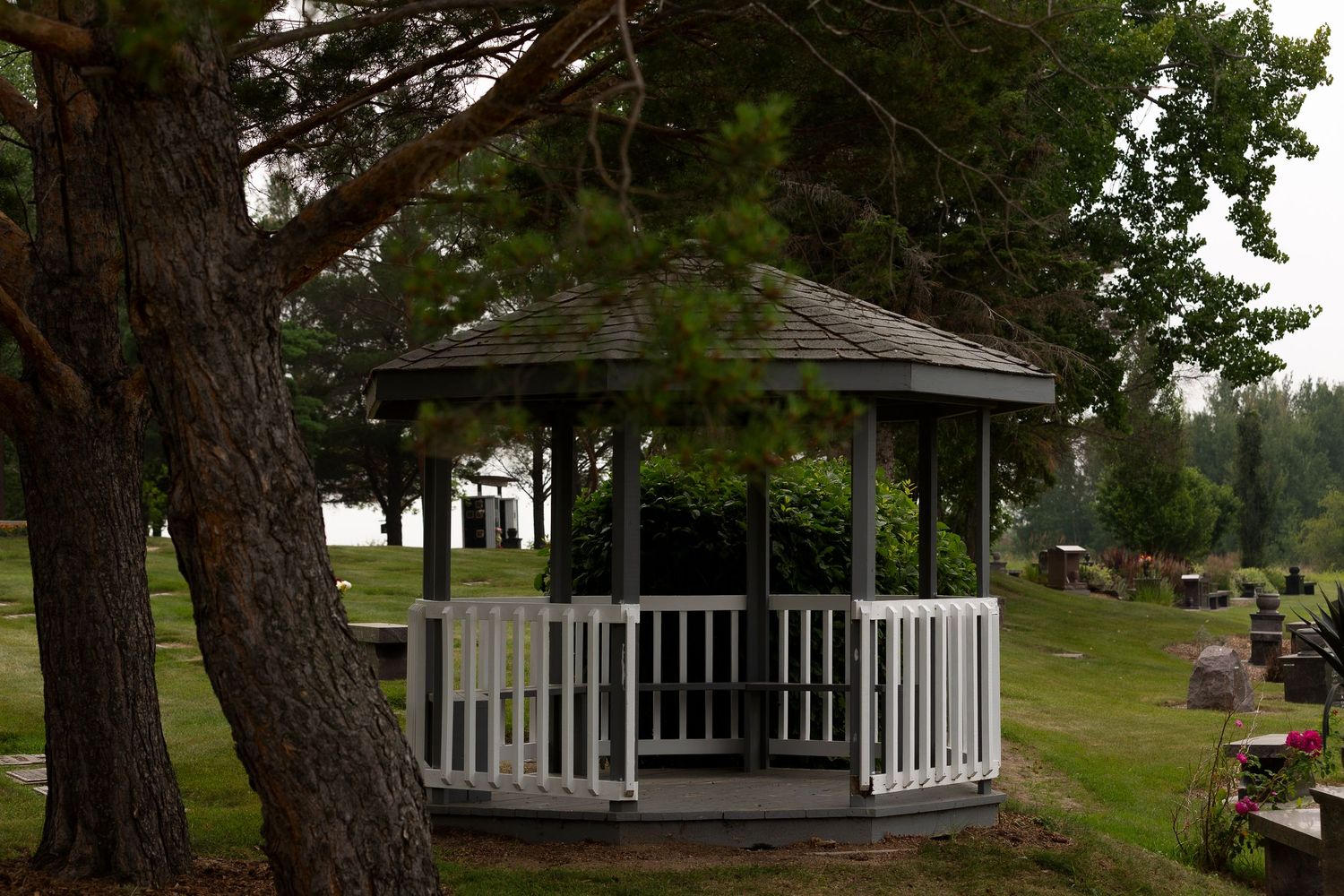 White gazebo structure nestled among tall pine trees in a park setting.