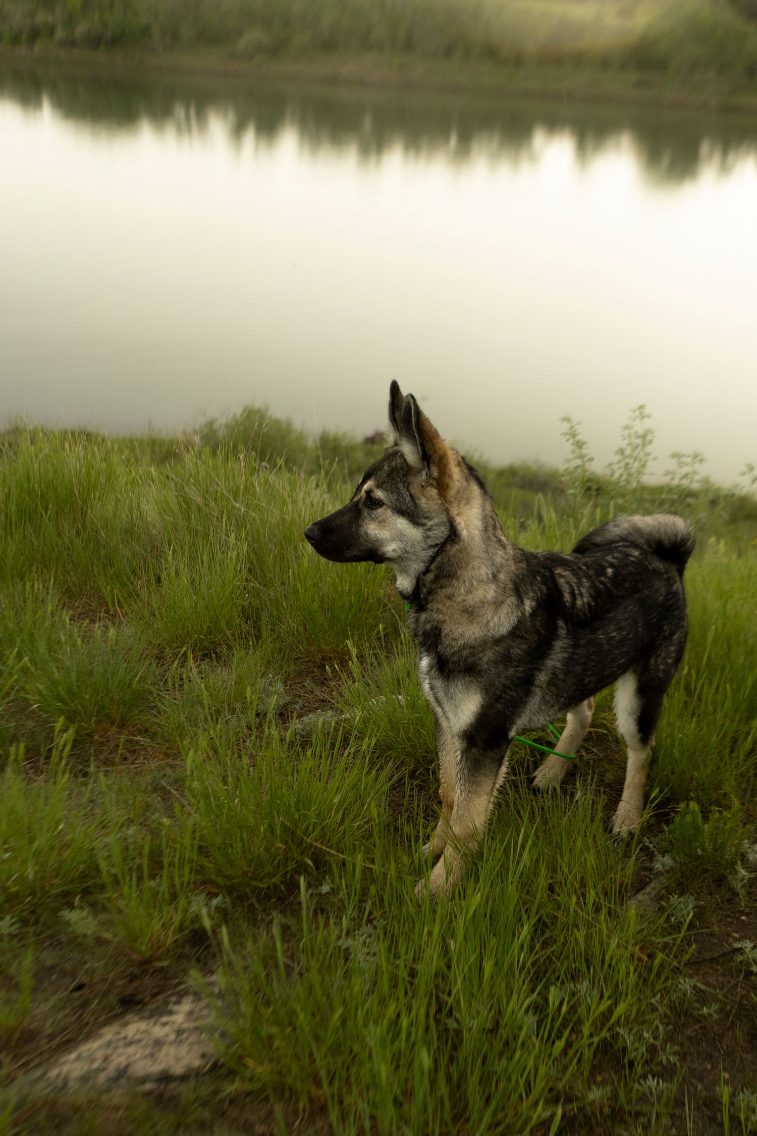 A wolf-like dog stands alert in green grass near a misty reflective lake in a serene outdoor landscape.