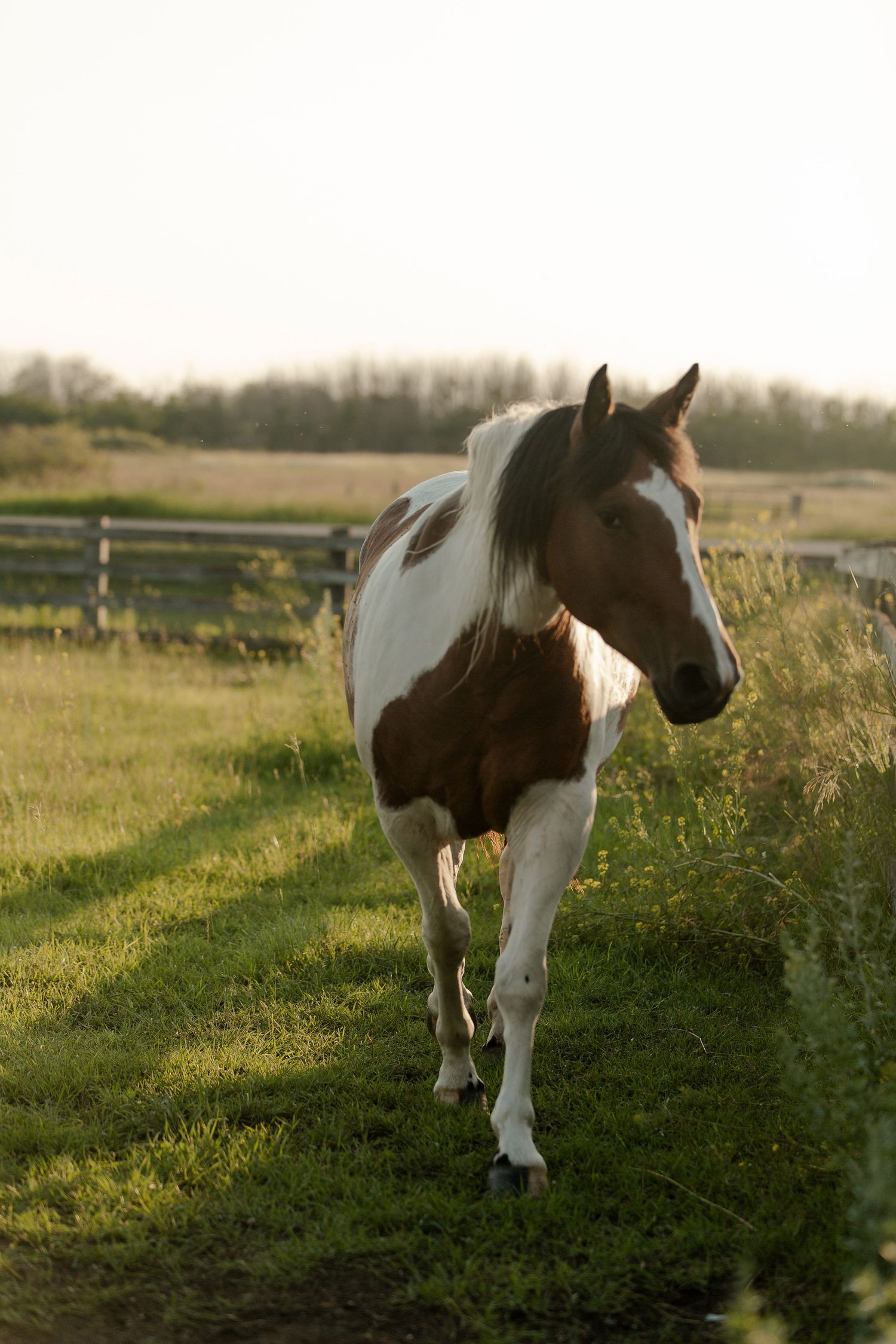 Paint horse grazing in a sunny pasture with wooden fencing in the background.