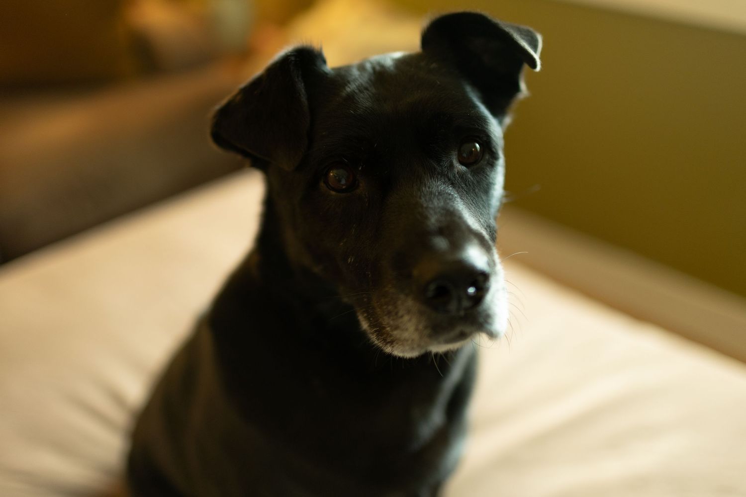 Portrait of an attentive black dog with white markings looking intently at the camera.
