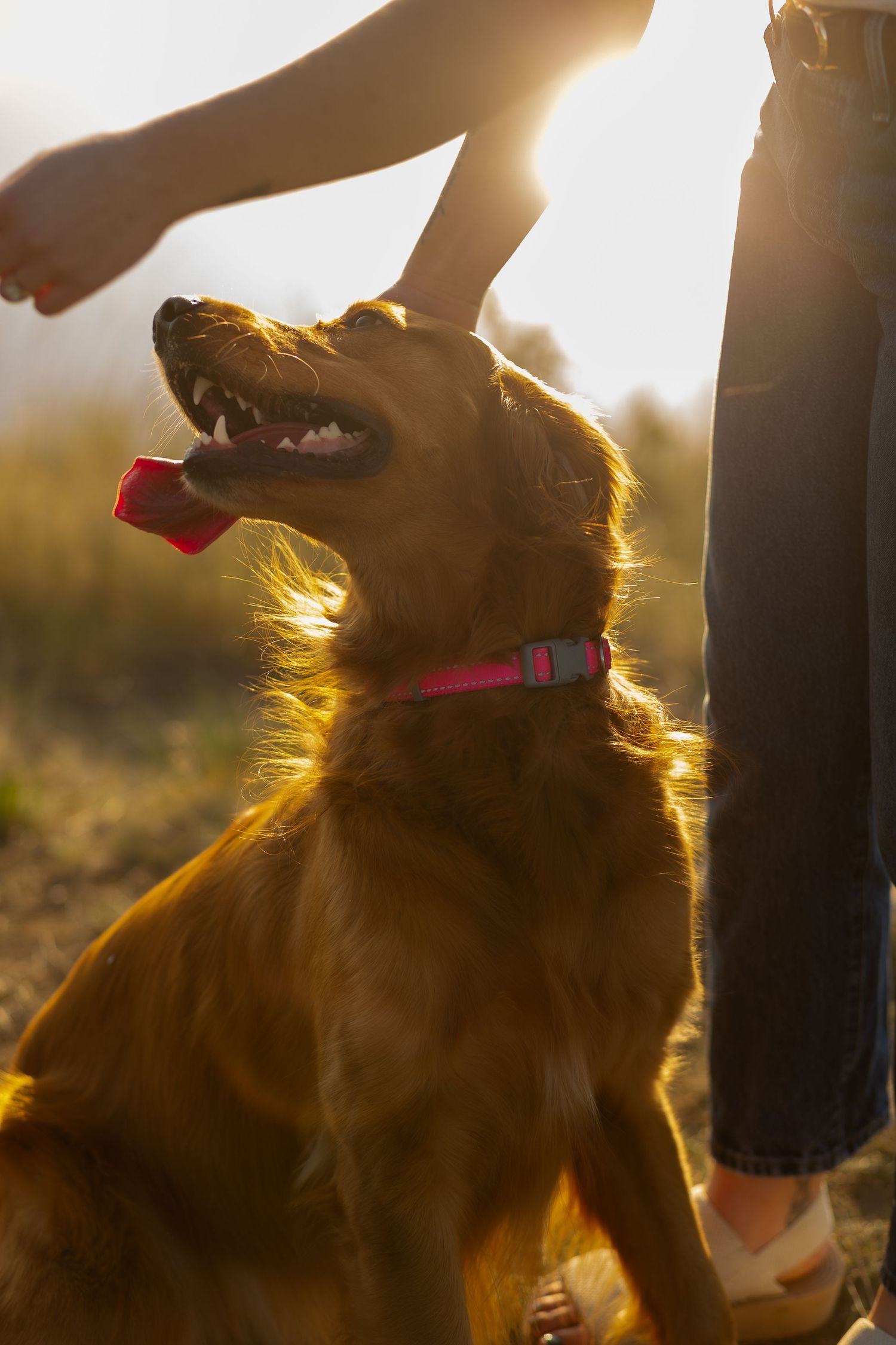 Golden Retriever backlit by sunset light being petted by their owner.