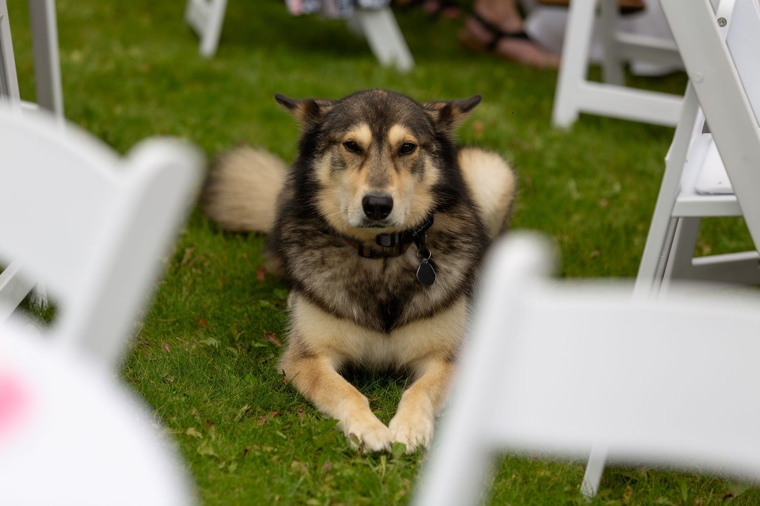 A German Shepherd dog rests on green grass near white outdoor chairs at private residence in Prince Albert, Saskatchewan.