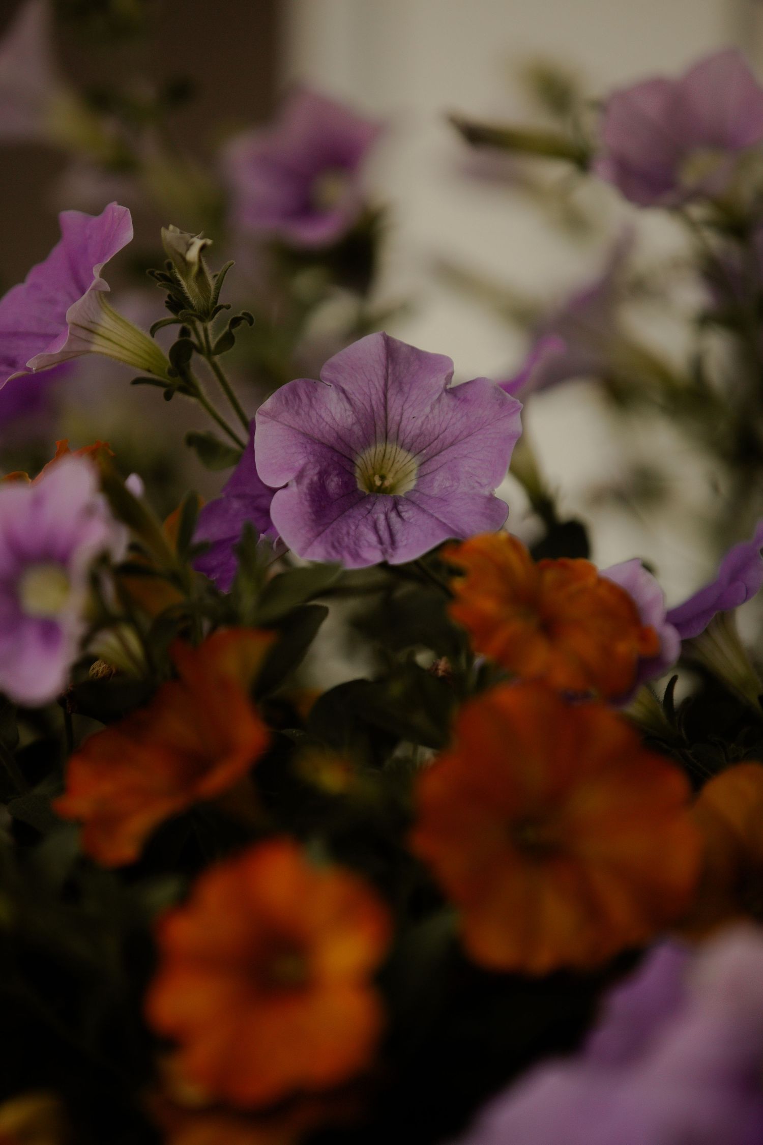 Close-up of purple and orange petunias blooming in soft focus.