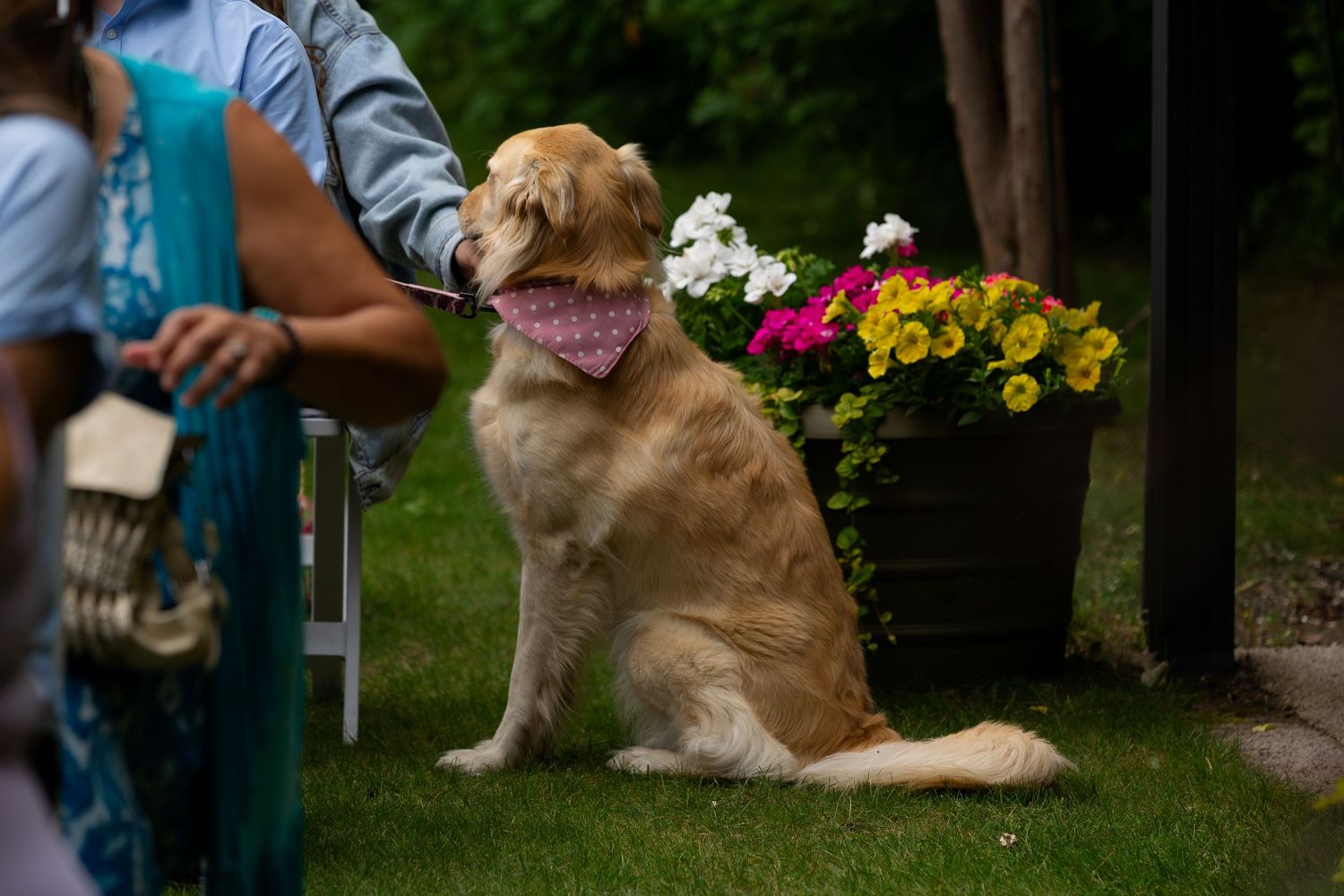 Golden retriever dog sits by colorful flowers at an outdoor wedding event.
