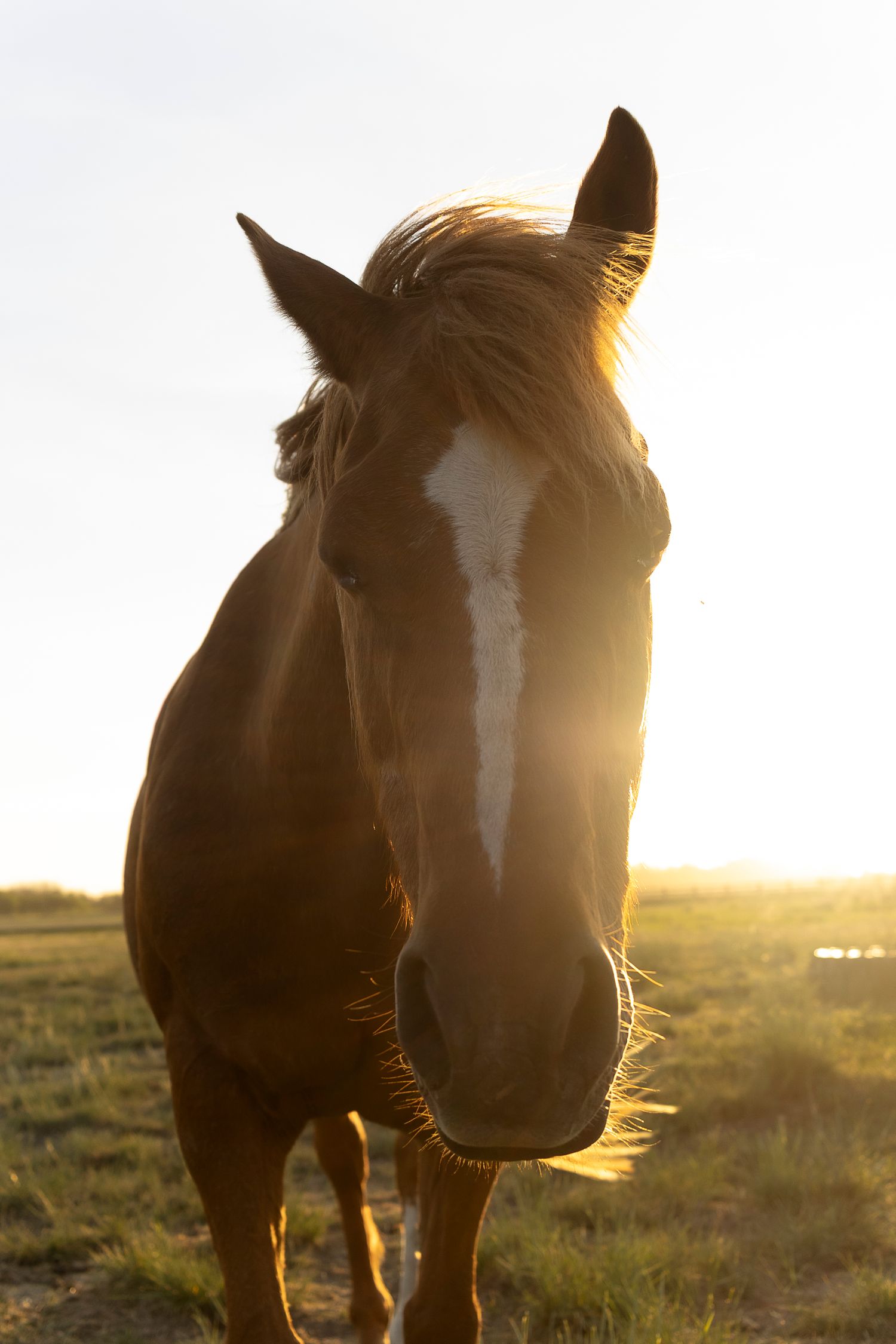 Silhouettes of horses backlit by golden sunset light in an open field.