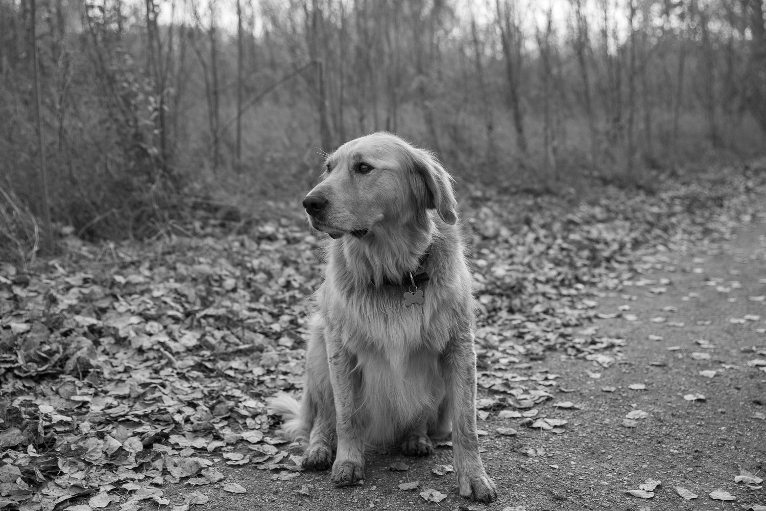 A golden retriever dog sitting on a leaf-covered path in a forest, captured in black and white photography.