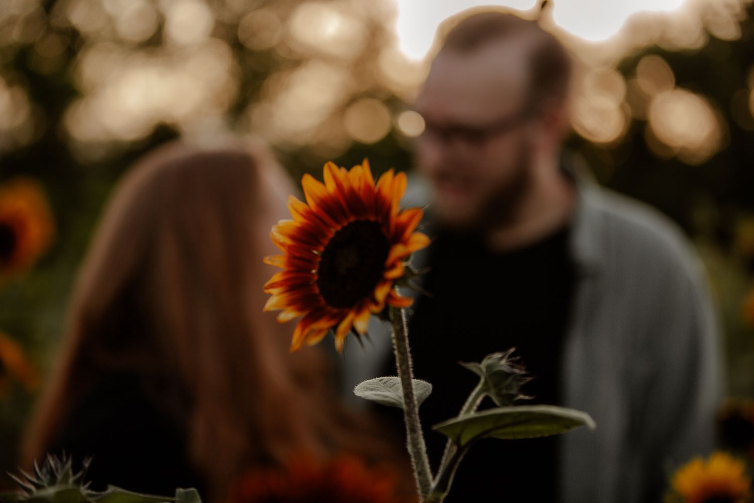 A vibrant sunflower in focus with blurred figures and golden bokeh in a summer field.