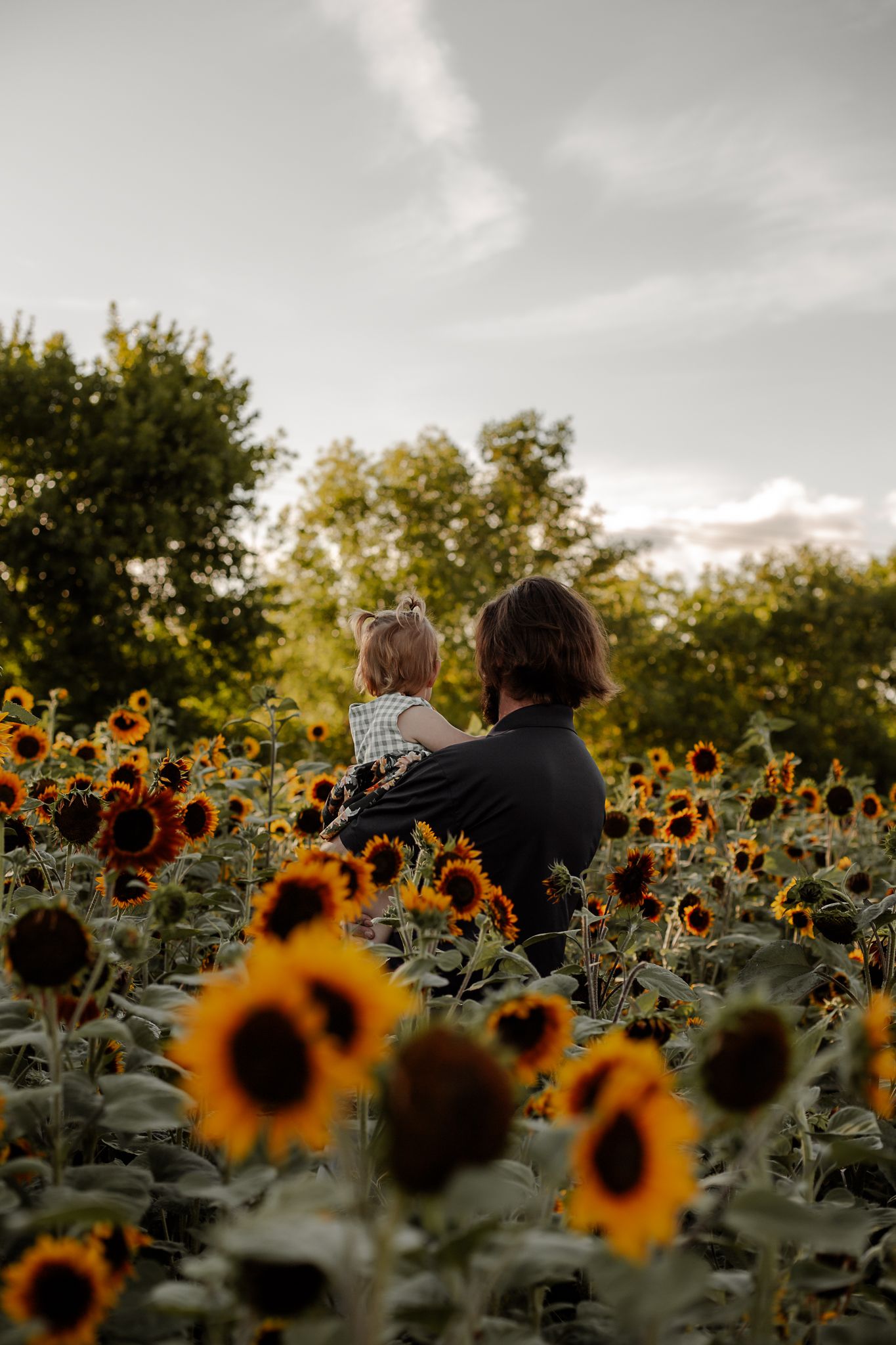 Golden sunflowers bloom in a field during sunset.