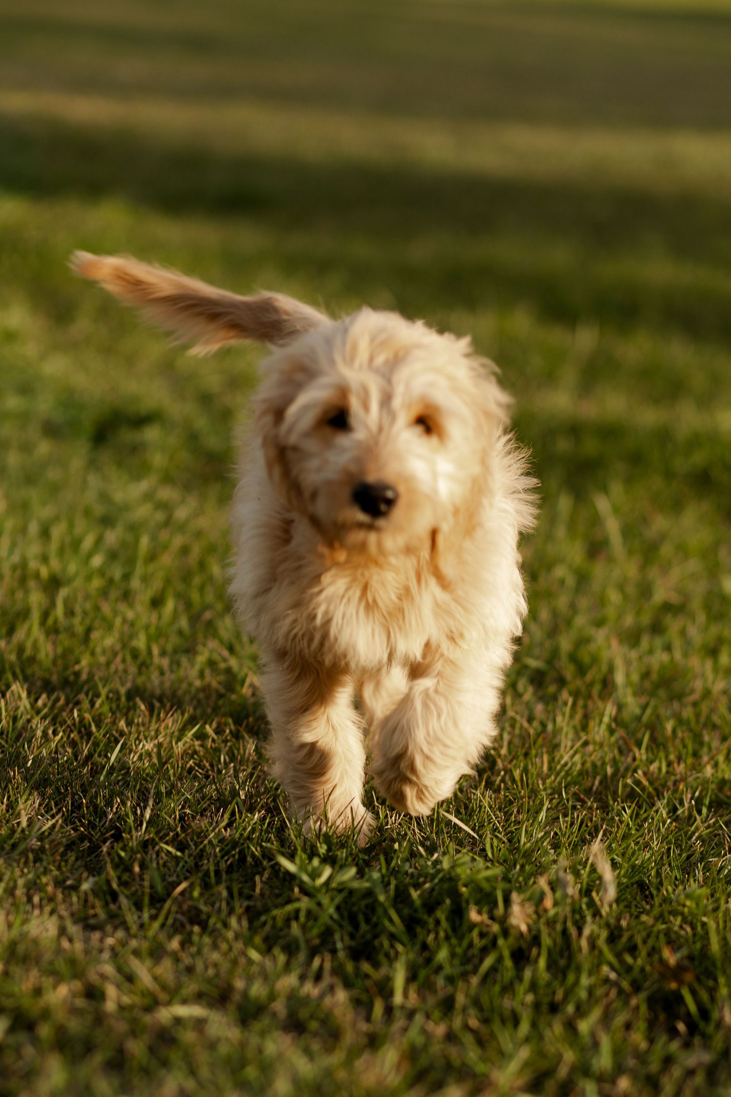 A fluffy white dog runs playfully through green grass in warm sunlight.
