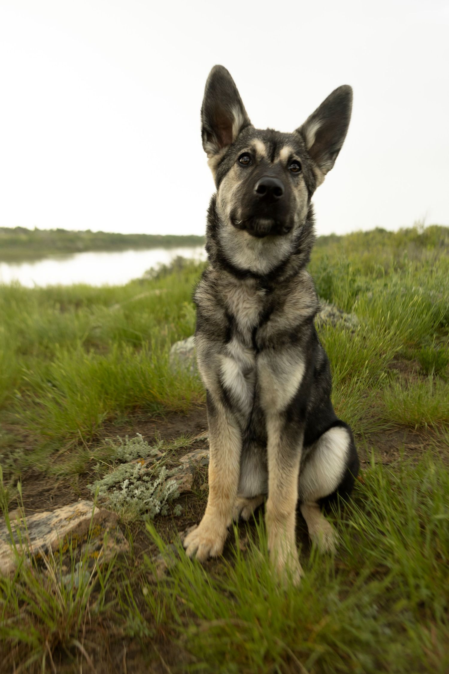 A young German Shepherd puppy sits attentively in a green grassy field near a lake, showcasing its black and tan coat.