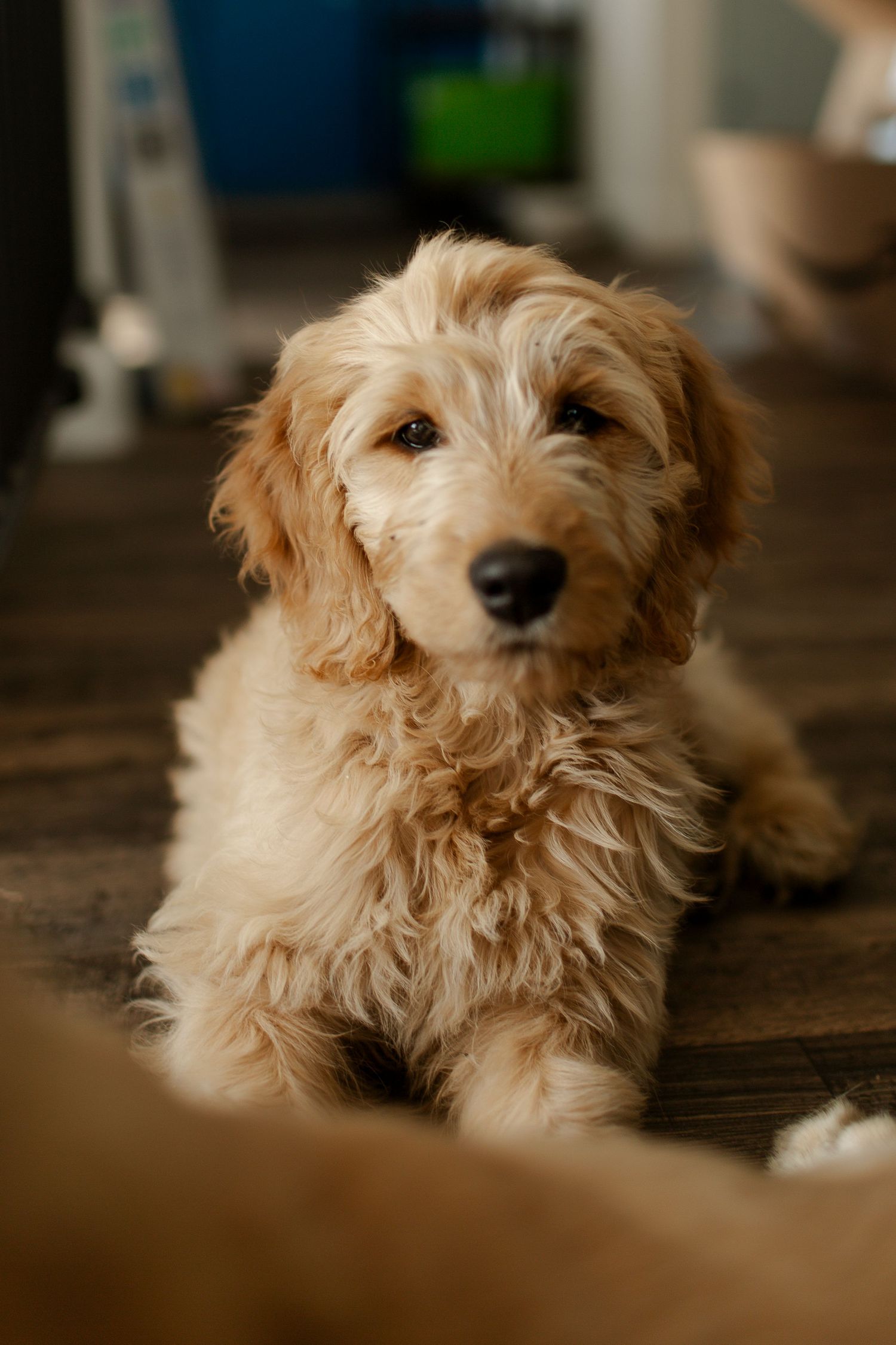 Cream-colored goldendoodle puppy resting on wooden floor in indoor lighting.