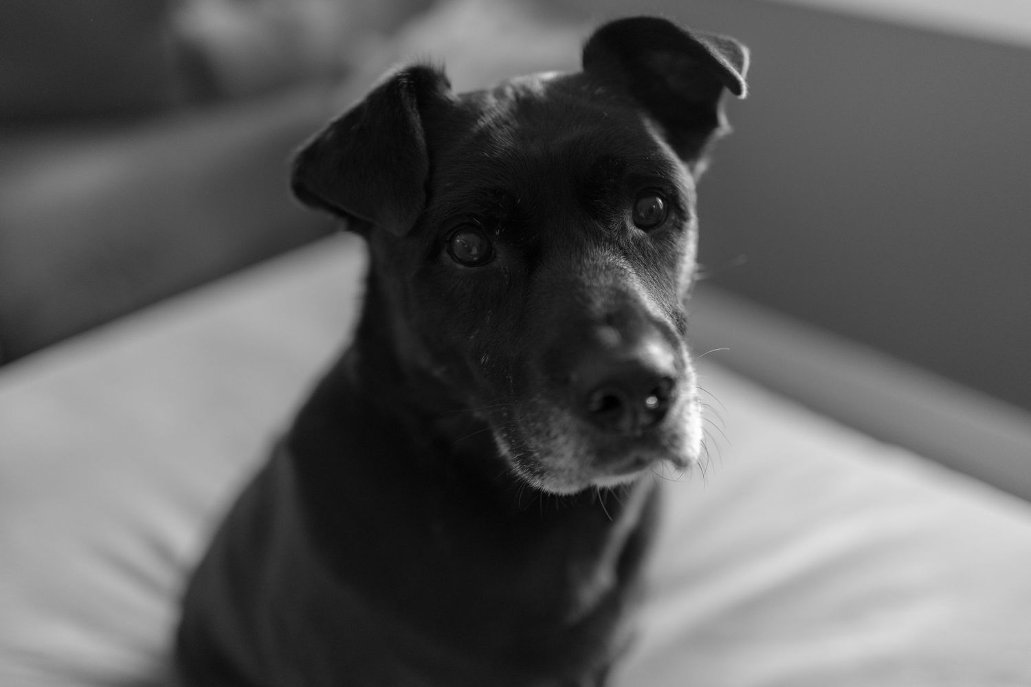 Close-up portrait of a black dog with expressive eyes looking at camera in black and white.