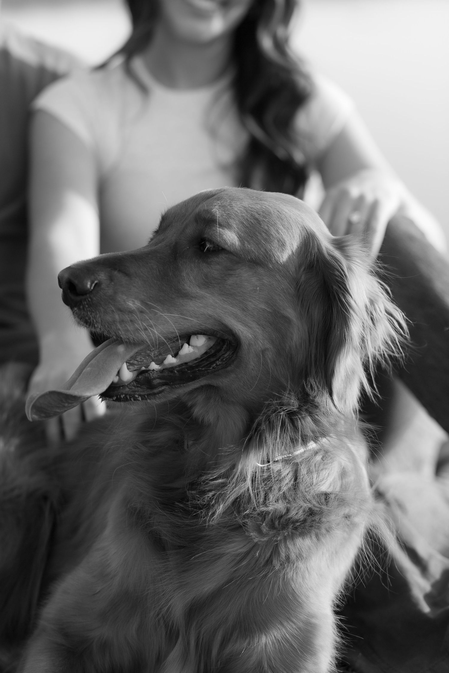 Black and white portrait of a golden retriever dog with a content expression.