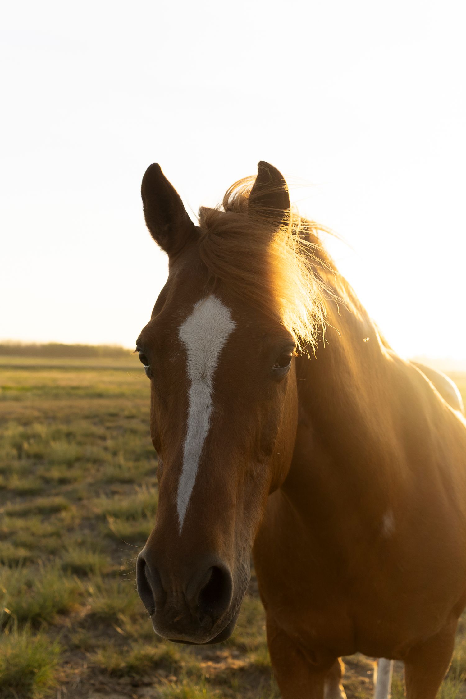 Three brown horses with white facial markings stand together in a golden field at sunset.