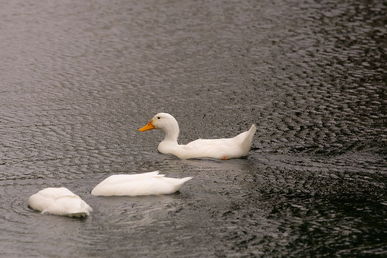 White swans gracefully swimming on dark rippling water.