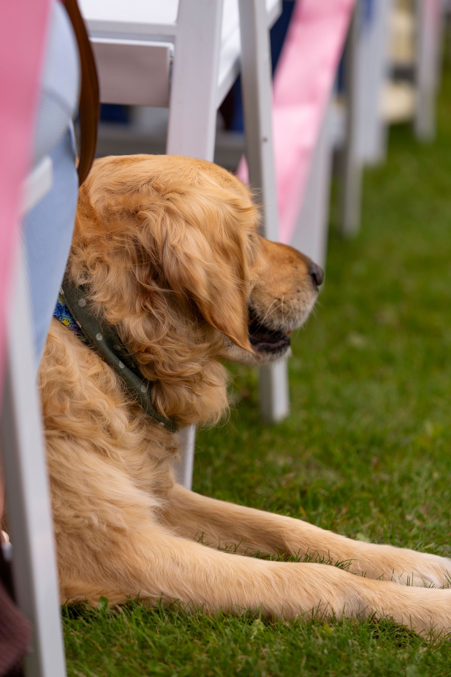 Golden retriever dog resting on grass near white chairs at an outdoor event.