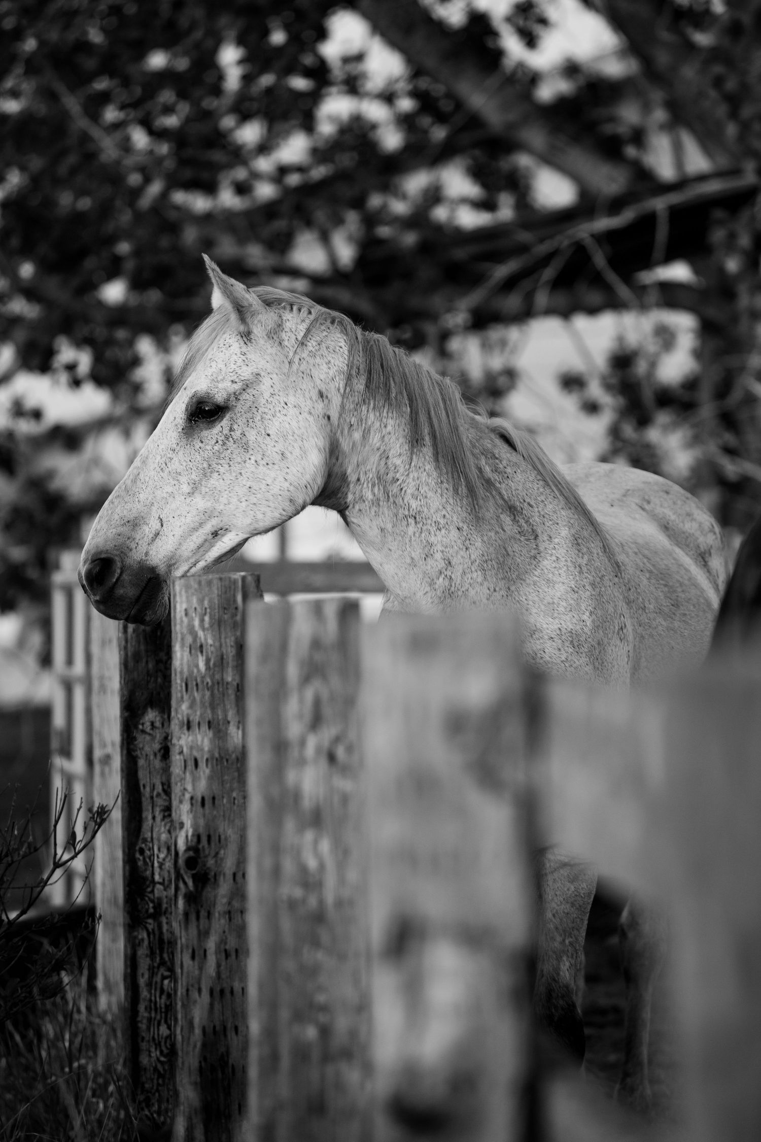 Black and white photograph of a horse peering over a wooden fence in soft focus.