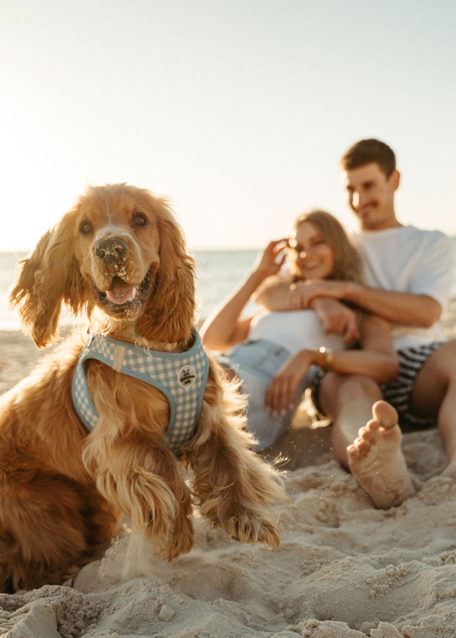 Couple and their dog Percy Jackson at a couples photoshoot at an Adelaide beach at sunset, golden hour.
