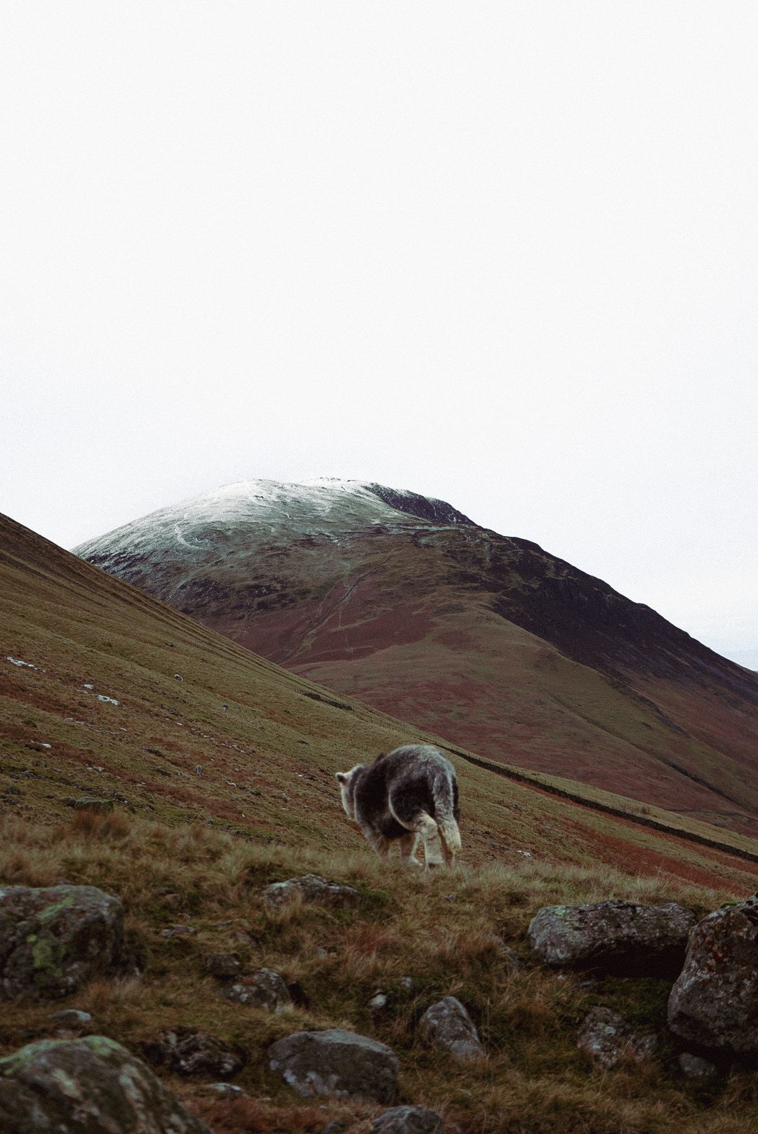 A sheep grazes on a rocky hillside with a snow-capped mountain peak visible in the background.