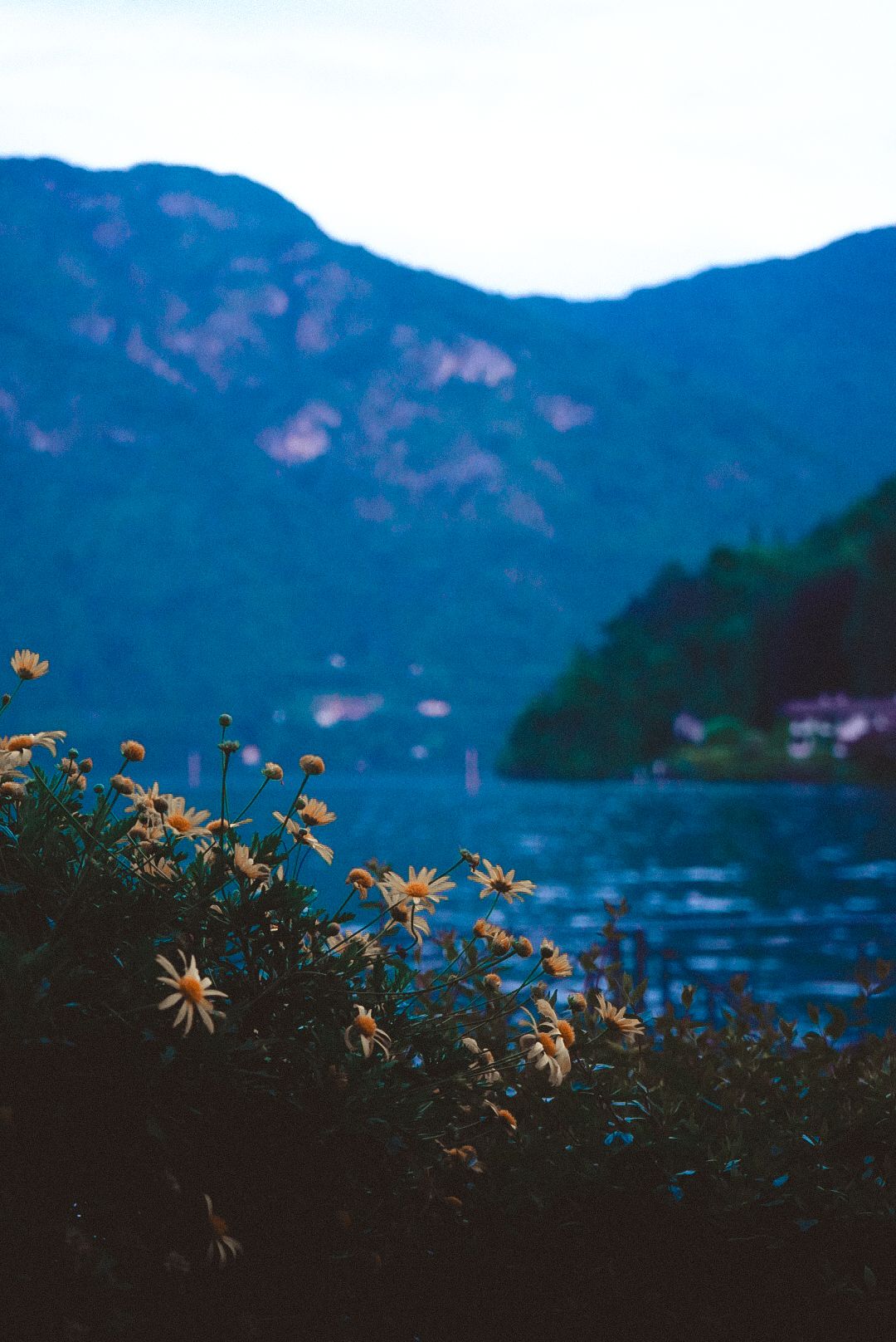 Yellow wildflowers in foreground with misty blue mountain lake and hills in soft focus background at dusk.