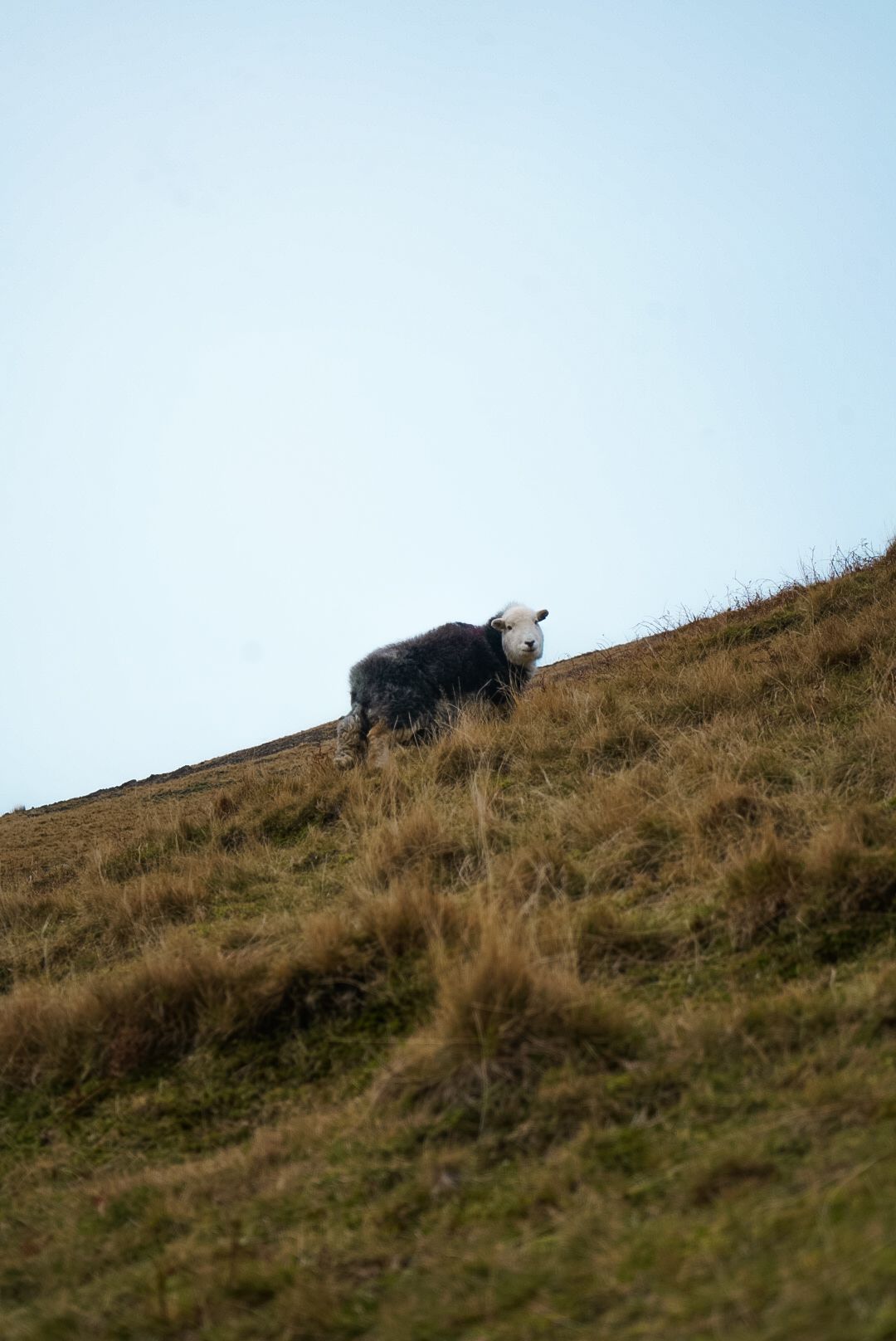 A lone black and white sheep standing on a steep grassy hillside under a clear pale sky.
