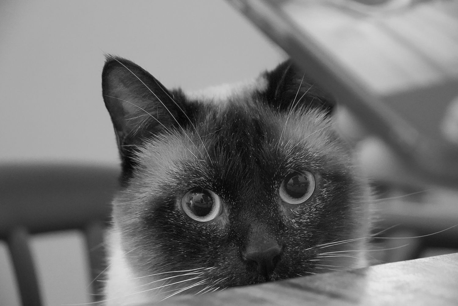 Close-up black and white photo of a Siamese cat with striking eyes peering over a surface.