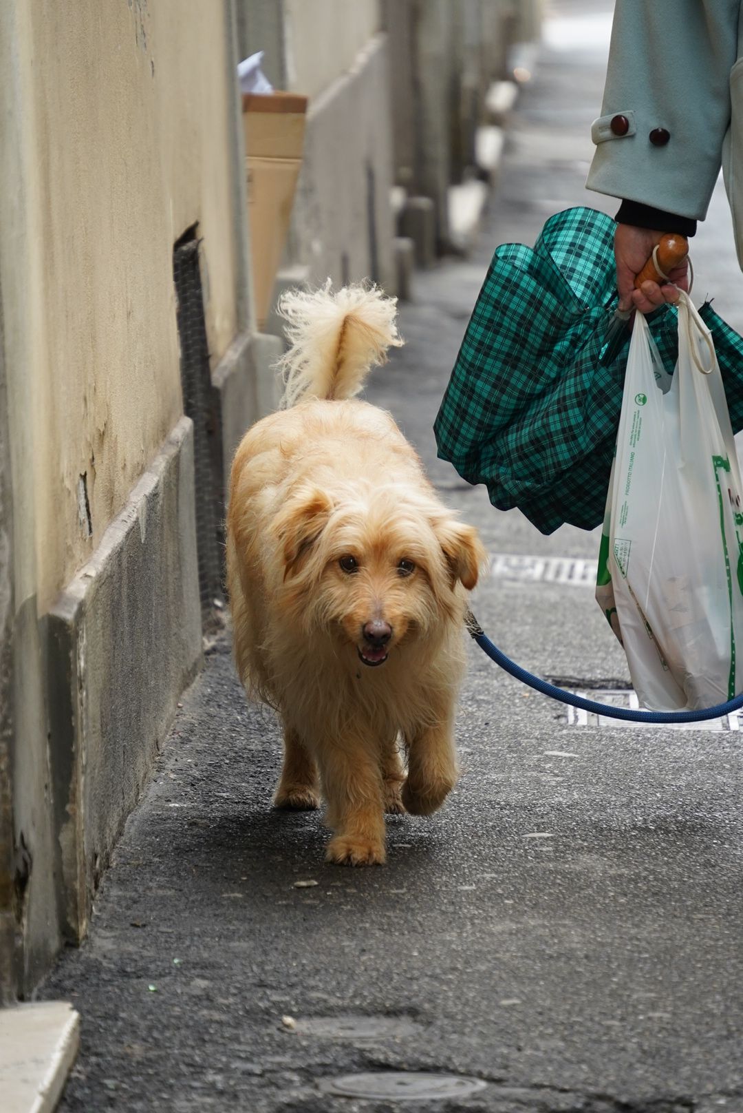 Fluffy golden dog on a blue leash walking with owner through a narrow urban alleyway.