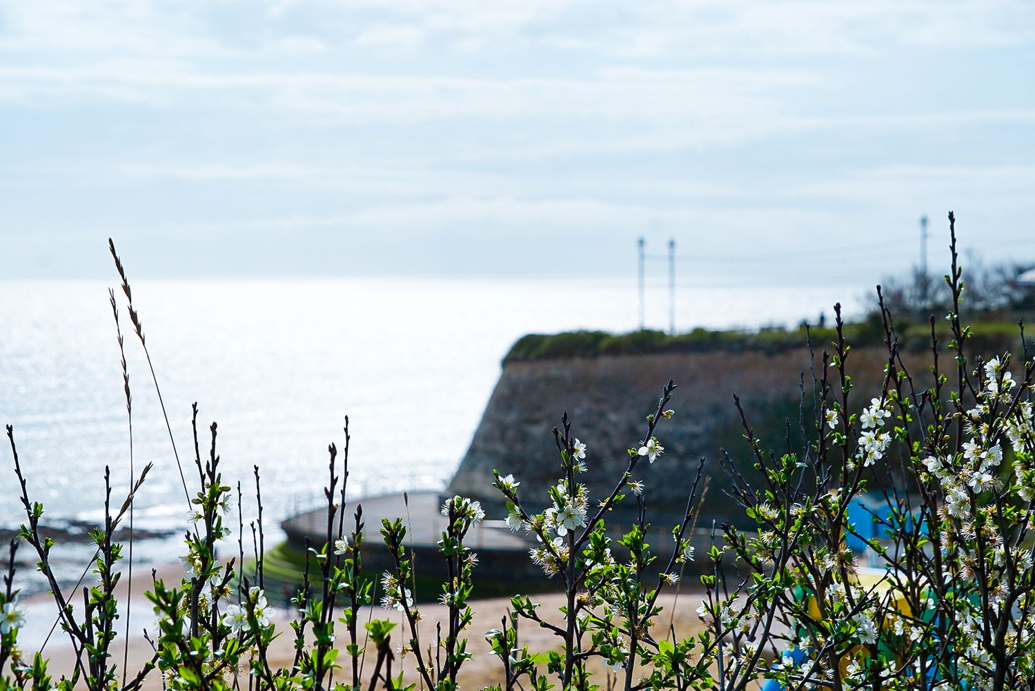Coastal cliffside view with blooming spring shrubs in foreground and shimmering sea under overcast sky.