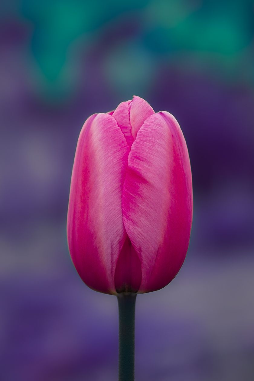 A vibrant pink tulip in full bloom against a soft purple and teal bokeh background.