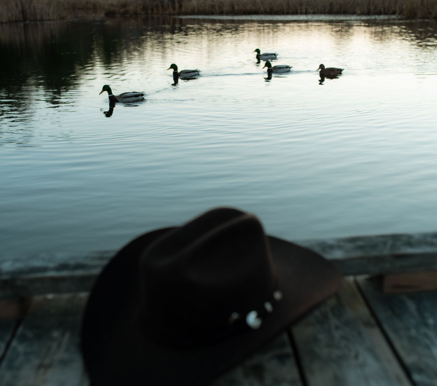 Silhouettes of ducks swimming in calm reflective water at dusk creating a peaceful nature scene.