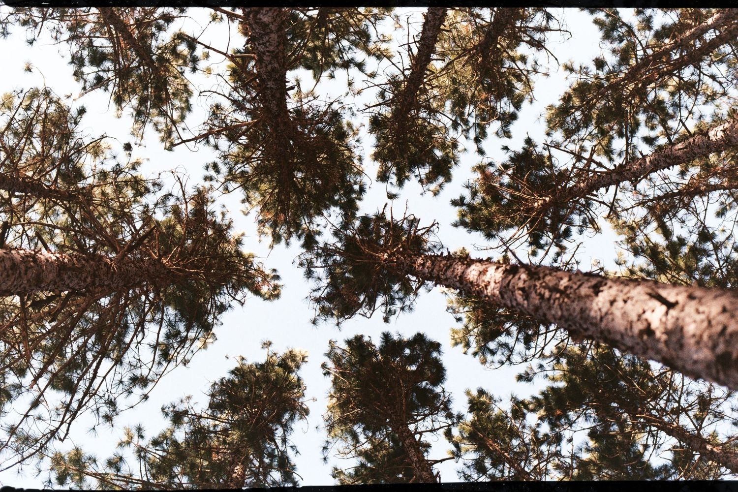 Looking up at tall pine trees against bright sky through branches.