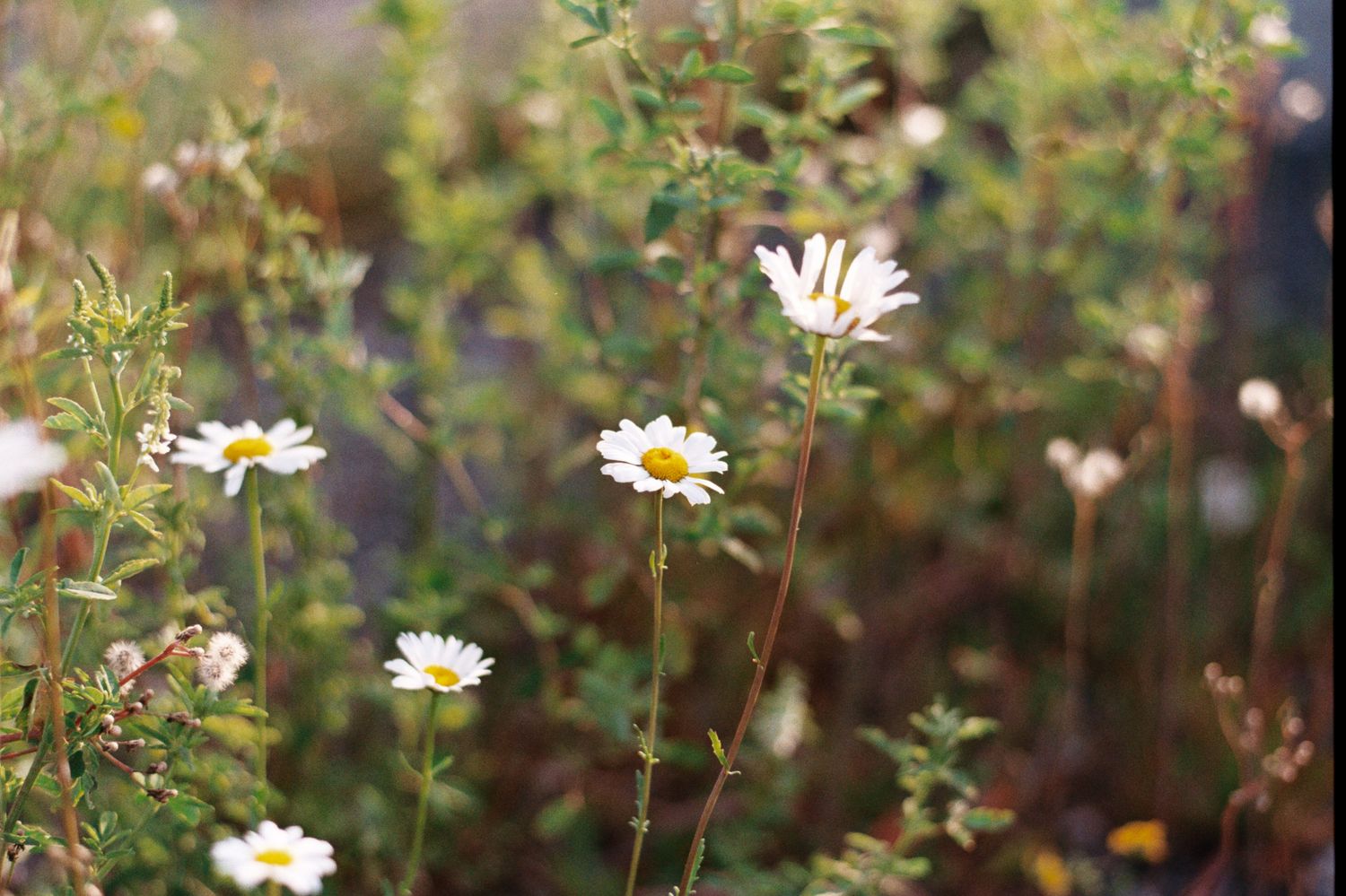 White daisies blooming in a garden with soft bokeh background effect.