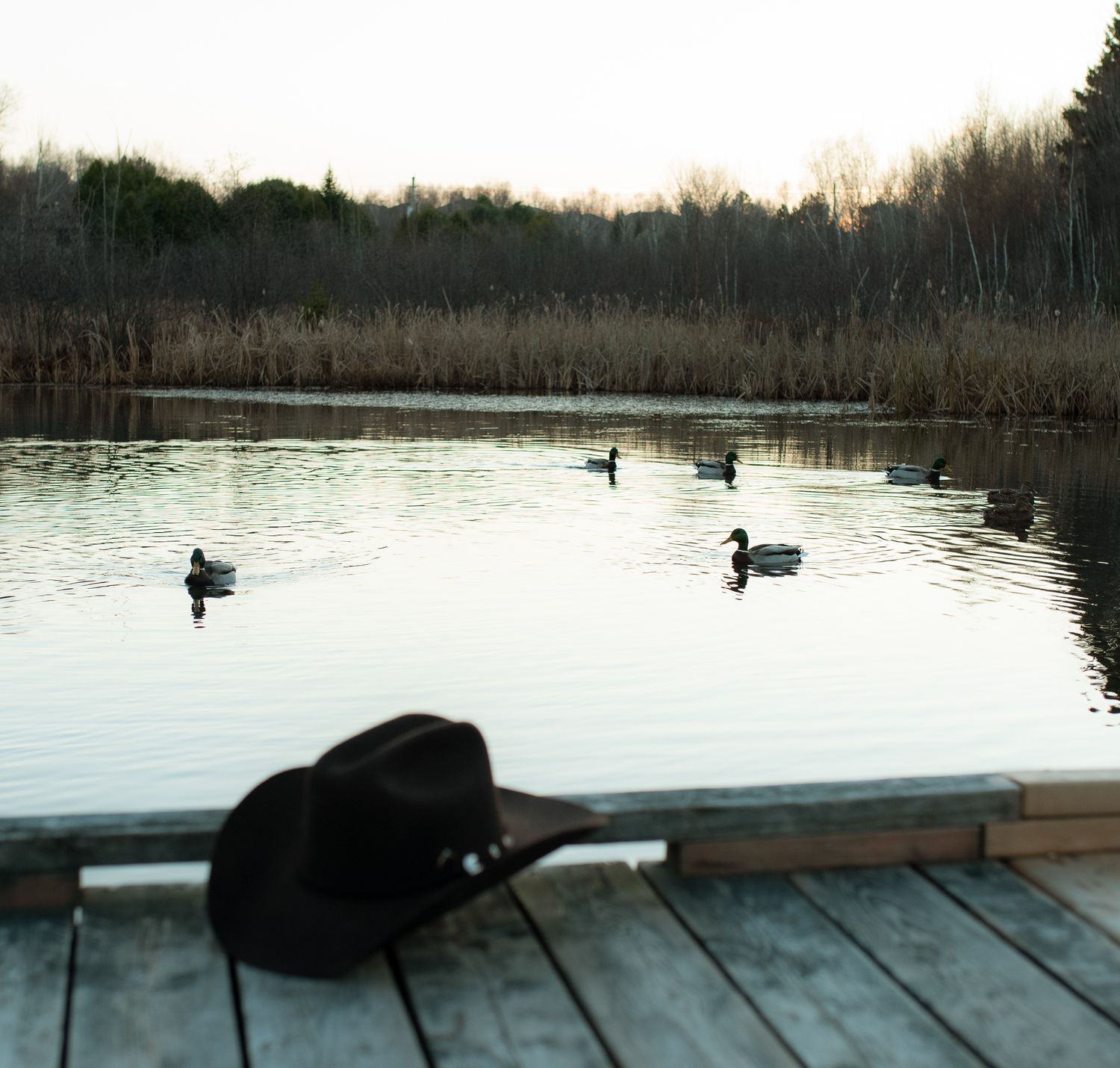 Black cat lounges on a wooden dock by a calm lake with ducks swimming in the distance at sunset.