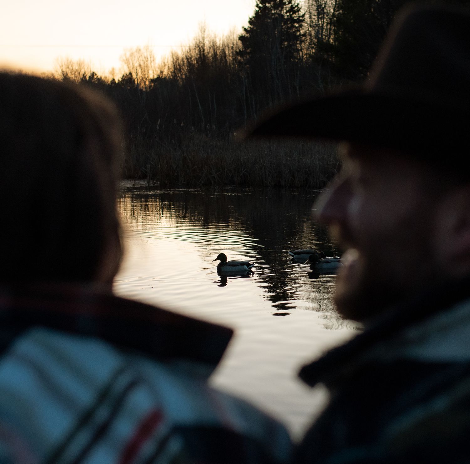 Silhouetted ducks glide across a tranquil lake at sunset with dark trees lining the shore.