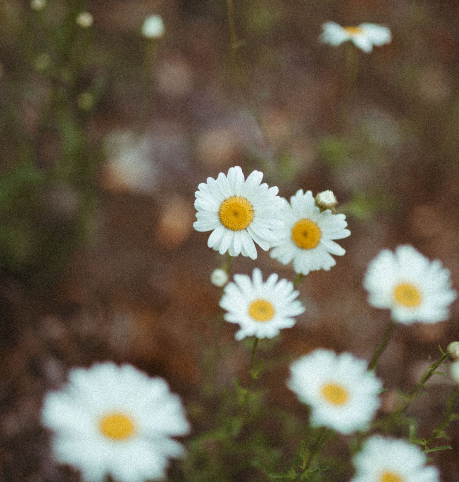 White daisy flowers with yellow centers blooming in a garden with a blurred brown background.