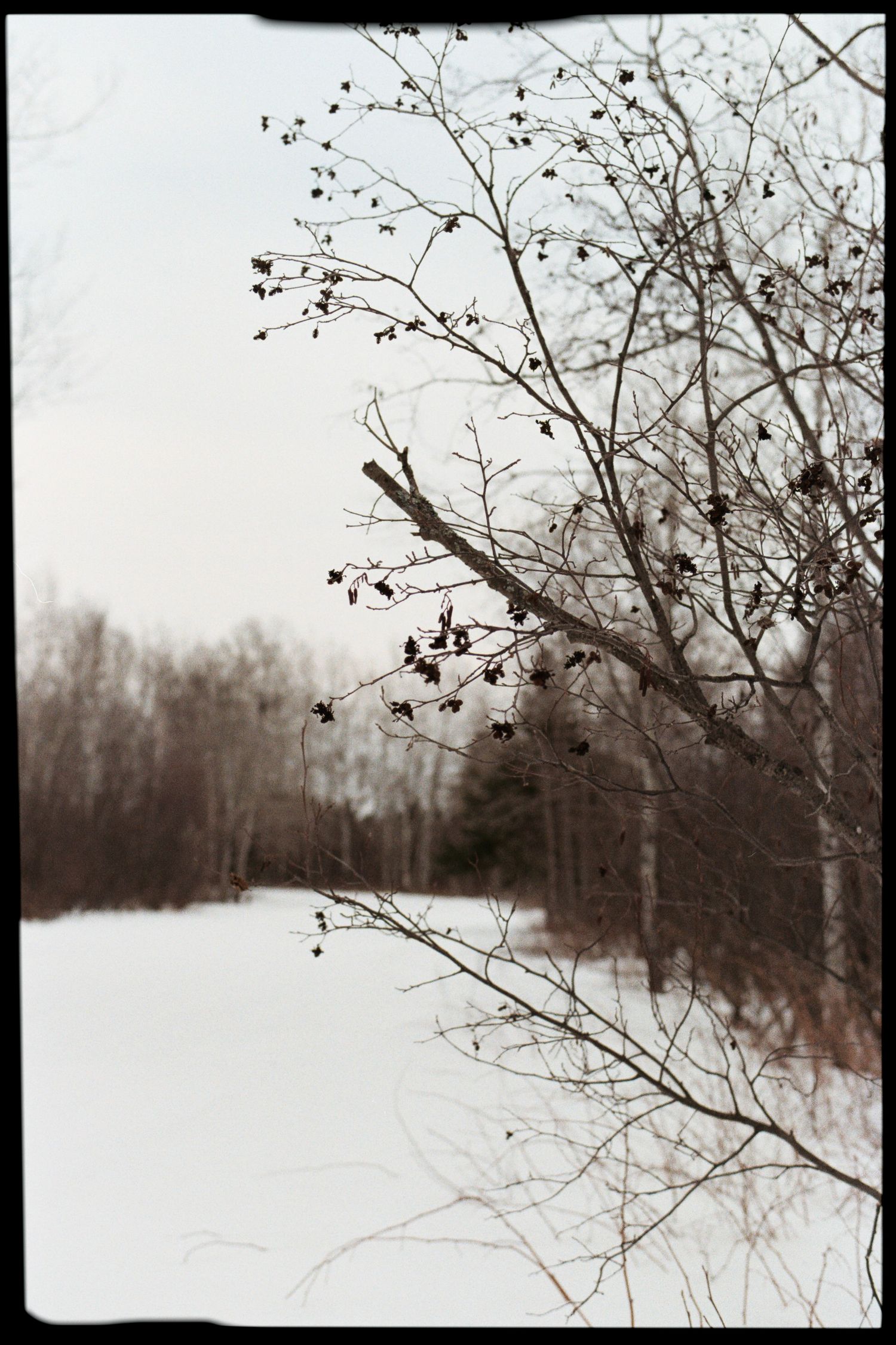 Bare winter tree branches against snowy white landscape.