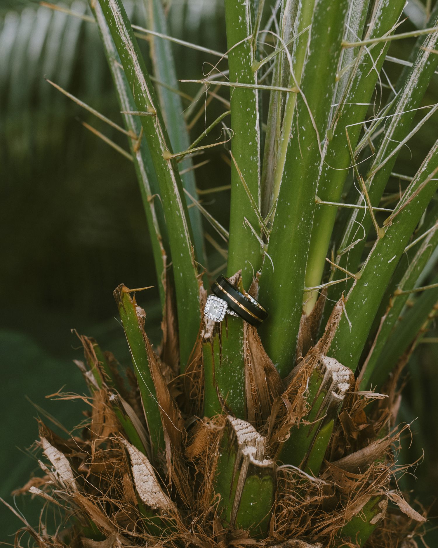 Close-up view of dried palm fronds and green leaves showing textural contrast in a tropical setting.