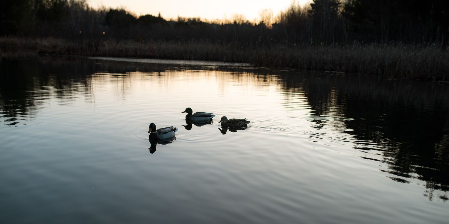 Silhouettes of ducks glide across a calm lake at sunset with dark trees reflecting in the tranquil water.
