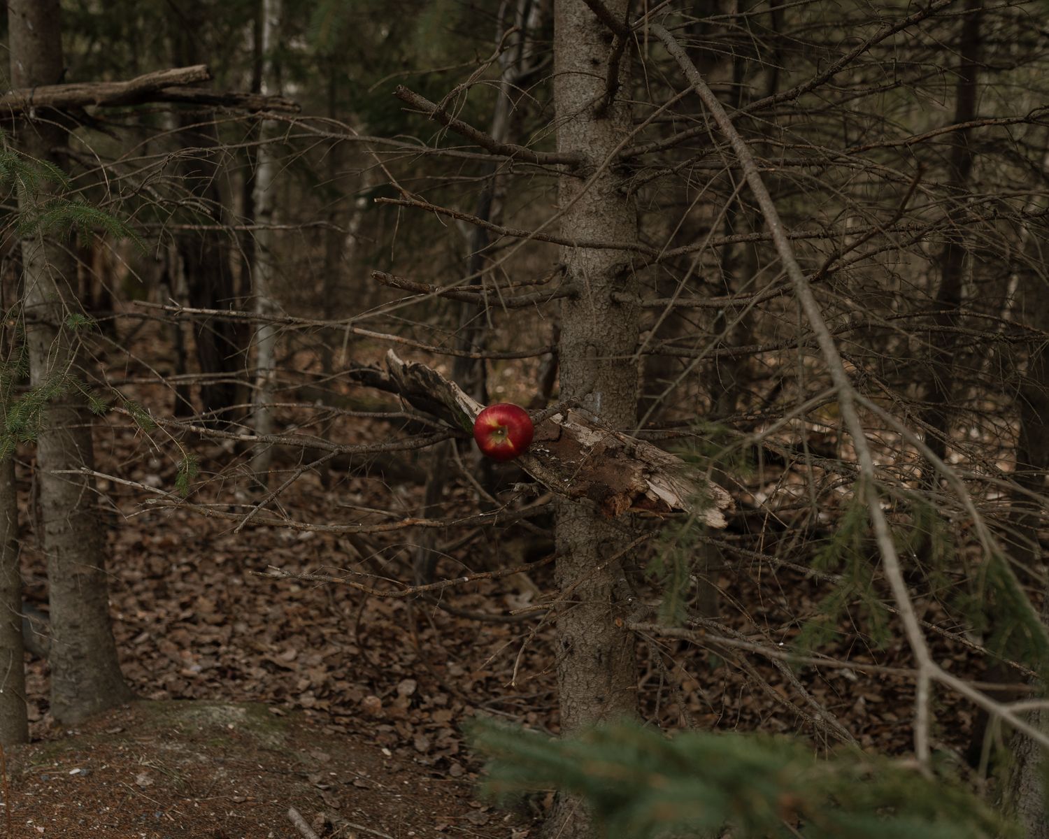 A red object caught among bare tree branches on the forest floor covered with fallen leaves.