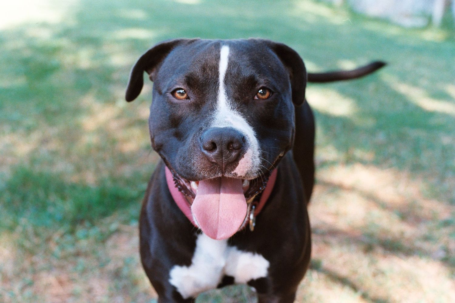 Happy black and white pit bull dog smiling with tongue out, sitting outdoors on green grass.