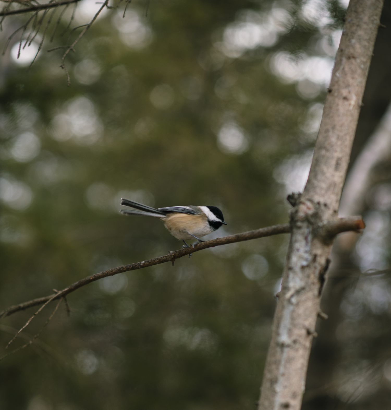 Black-capped chickadee perched on a bare tree branch in a lush green forest.