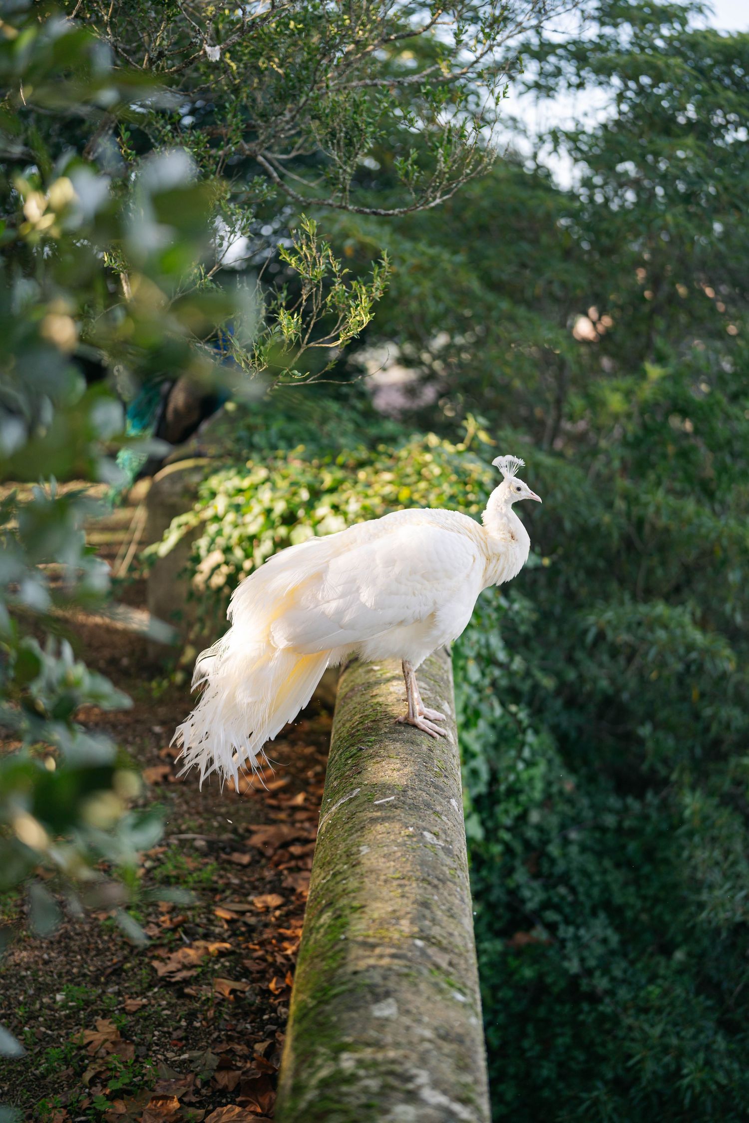 A majestic white peacock perches on a mossy stone wall surrounded by lush green foliage in a garden setting.