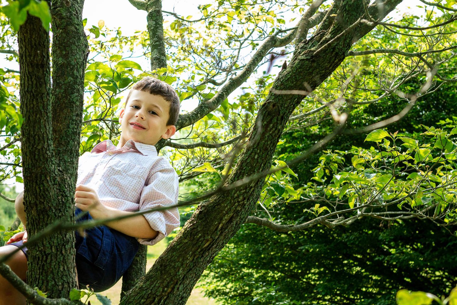 Young boy climbing and smiling in a tree surrounded by green summer foliage.