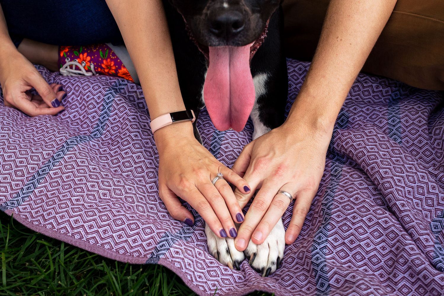 Close-up of two people resting hands on a black dog lying on a purple blanket on green grass.