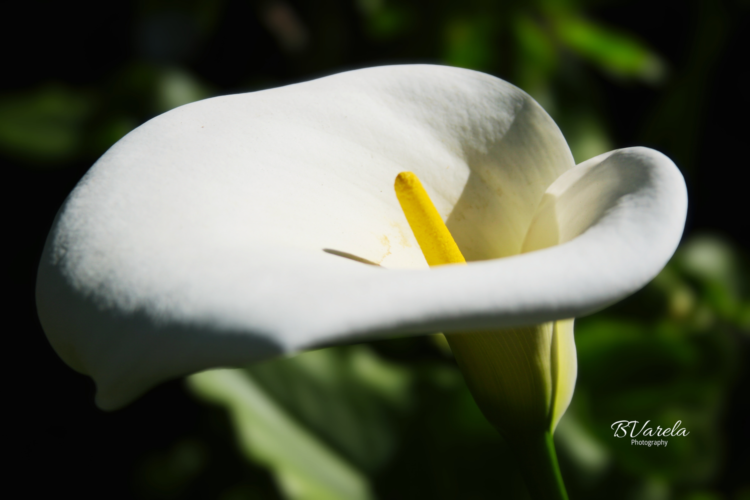 Elegant white calla lily flower with yellow stamen against dark background. pleasanton , photgrapher