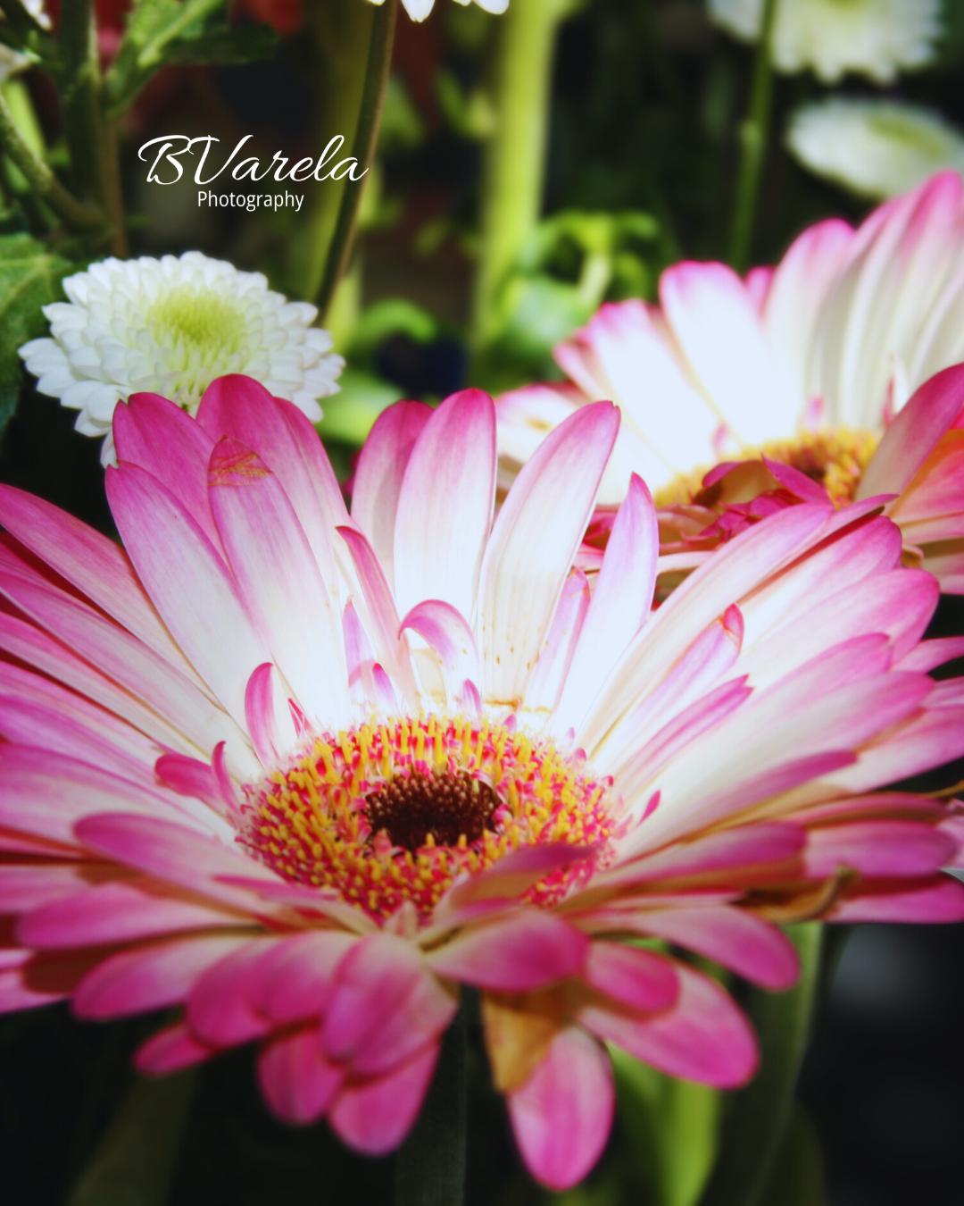 Close-up of vibrant pink and white gerbera daisy flowers in bloom. photography, pleasanton