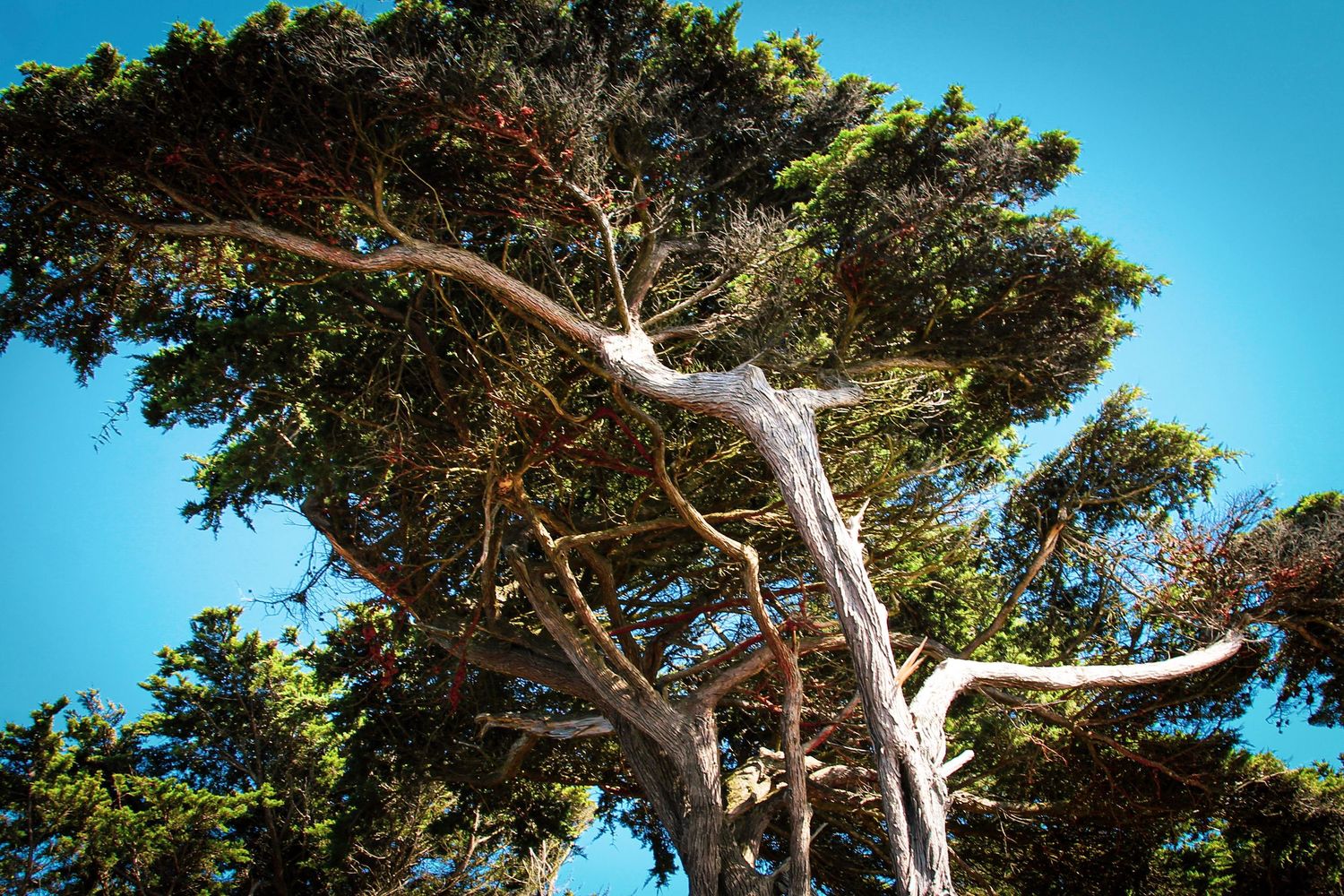 Windswept cypress tree with twisted branches against a clear blue sky in a coastal landscape.