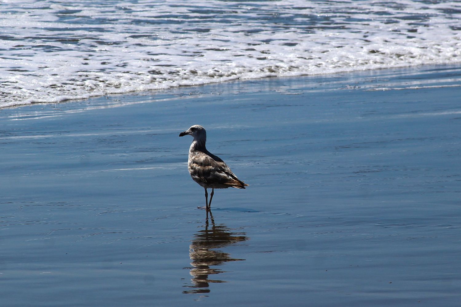 A seagull stands in shallow ocean water at the beach, with gentle waves in the background.