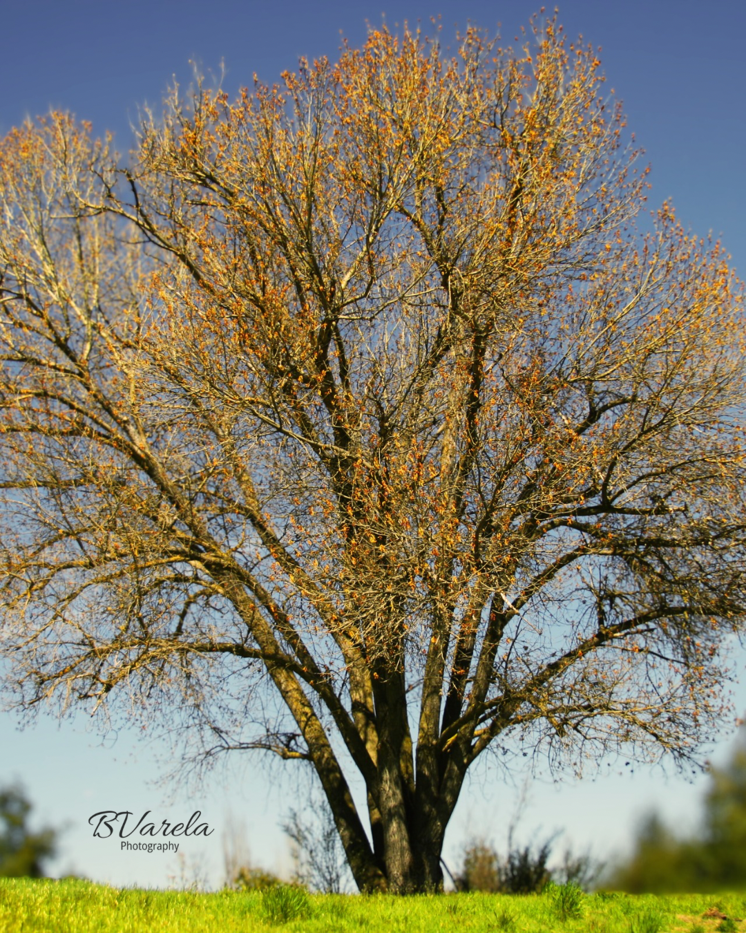 Large deciduous tree with golden autumn foliage against a clear blue sky in a green field.